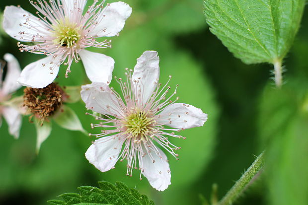 ostružina malinová Rubus idaeus L.