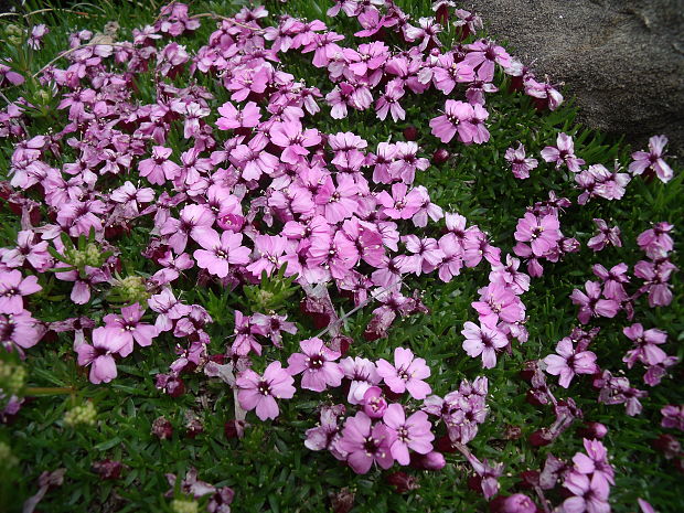 silenka bezbyľová Silene acaulis (L.) Jacq.