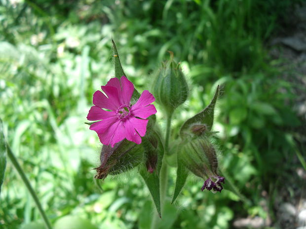 silenka červená Silene dioica (L.) Clairv.