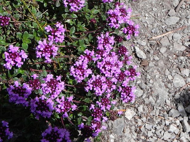 dúška alpská Thymus alpestris Tausch ex A. Kern.