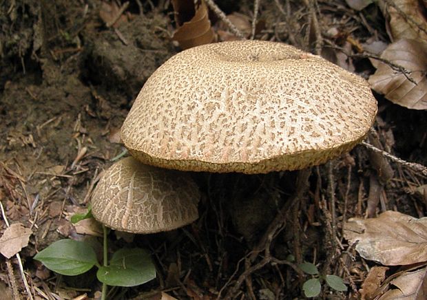 suchohríb Xerocomus sp.