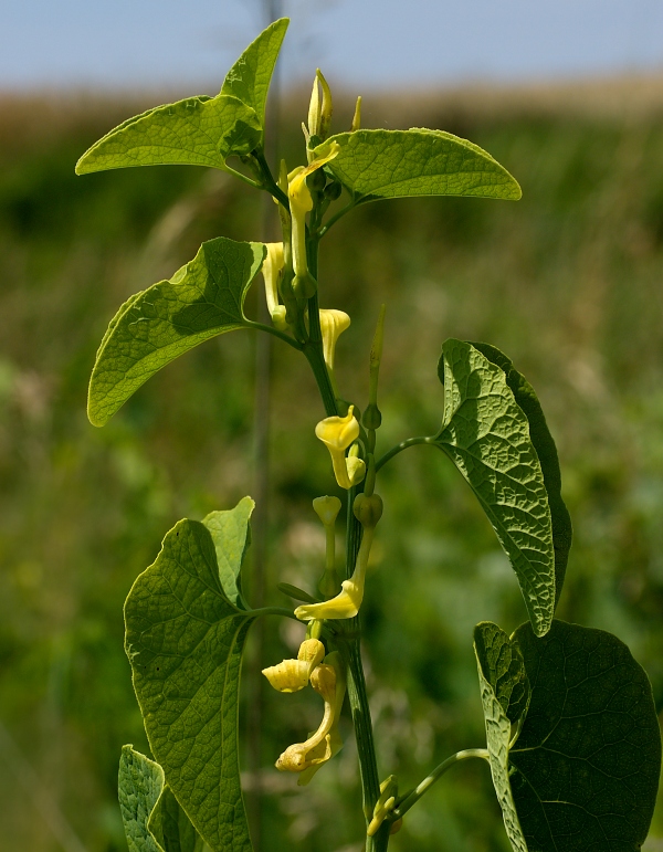 vlkovec obyčajný Aristolochia clematitis L.