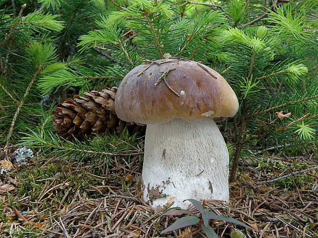 hríb smrekový Boletus edulis Bull.