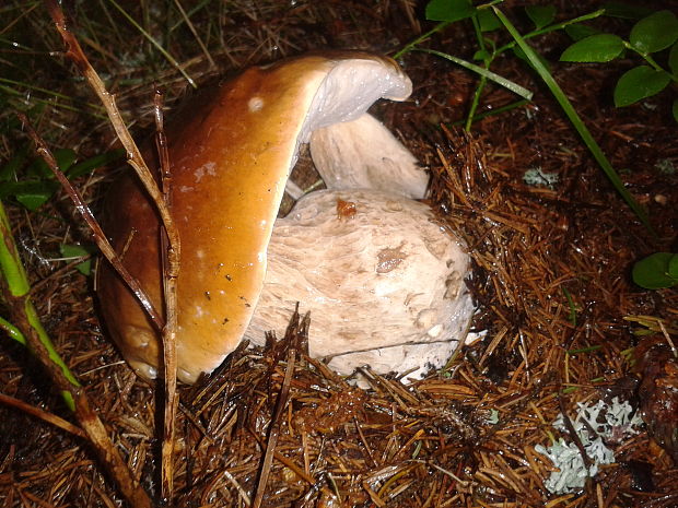 hríb smrekový Boletus edulis Bull.