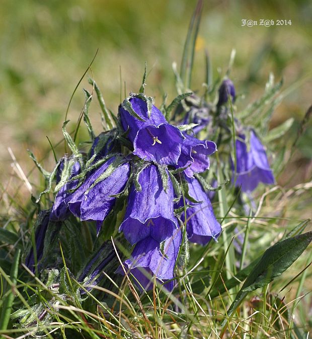 zvonček alpínsky Campanula alpina Jacq.