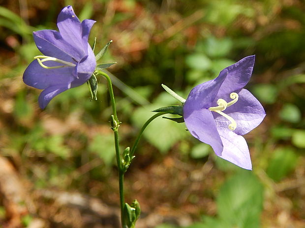 zvonček broskyňolistý Campanula persicifolia L.