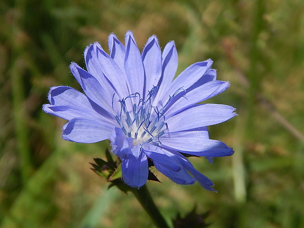 čakanka obyčajná Cichorium intybus L.