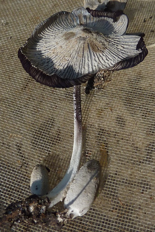 hnojník trojvýtrusný Coprinopsis trispora (Kemp & Watling) Redhead, Vilgalys & Moncalvo