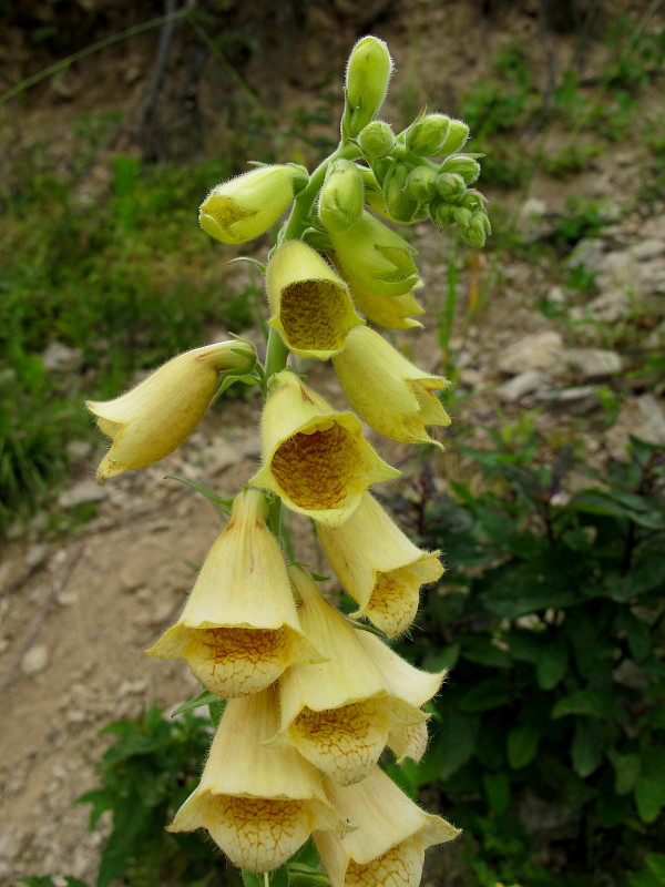 náprstník veľkokvetý Digitalis grandiflora Mill.