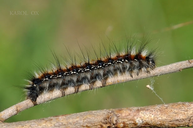 priadkovec trnkový Eriogaster catax