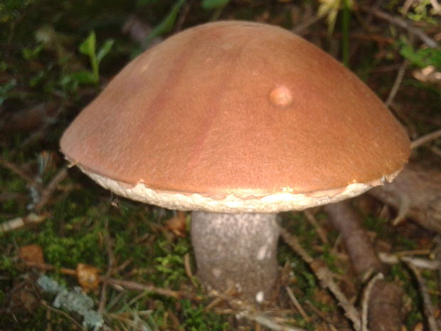 kozák smrekový Leccinum sp.