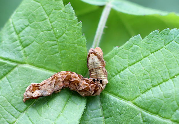 mora čierna Melanchra persicariae Linnaeus, 1761