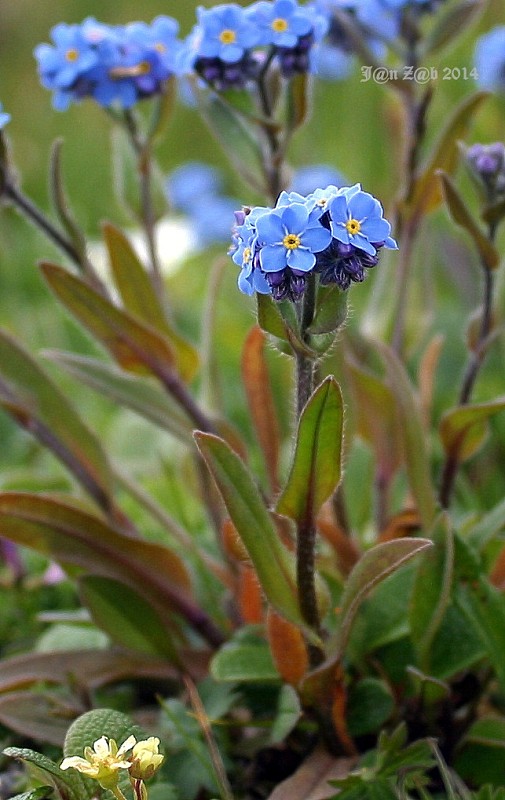 nezábudka alpínska Myosotis alpestris F. W. Schmidt