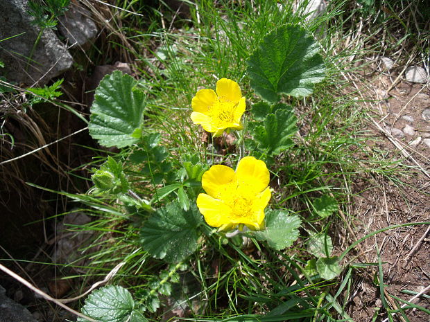 kuklica horská Oreogeum montanum (L.) E. I. Golubk.