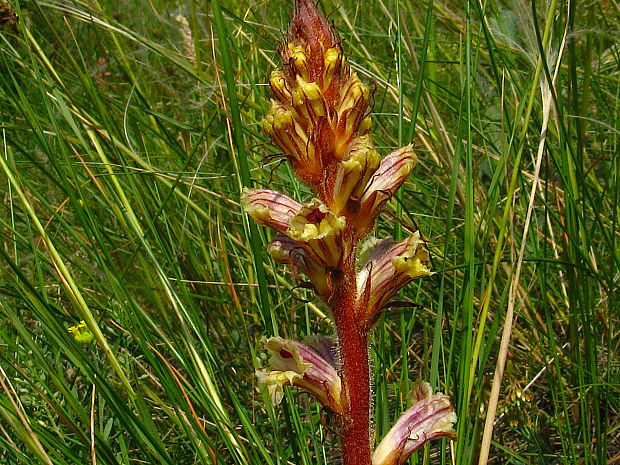 záraza šupinatá Orobanche artemisiae-campestris Vaucher ex Gaudin