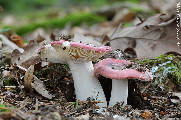 plávka čipkovaná Russula aurora Krombh.