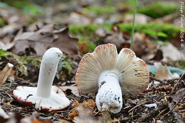 plávka čipkovaná Russula aurora Krombh.