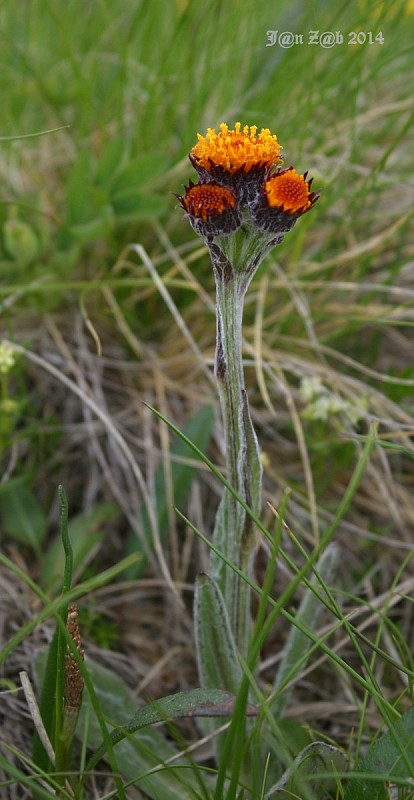 popolavec hlavatý Tephroseris capitata (Wahlenb.) Griseb. et Schenk