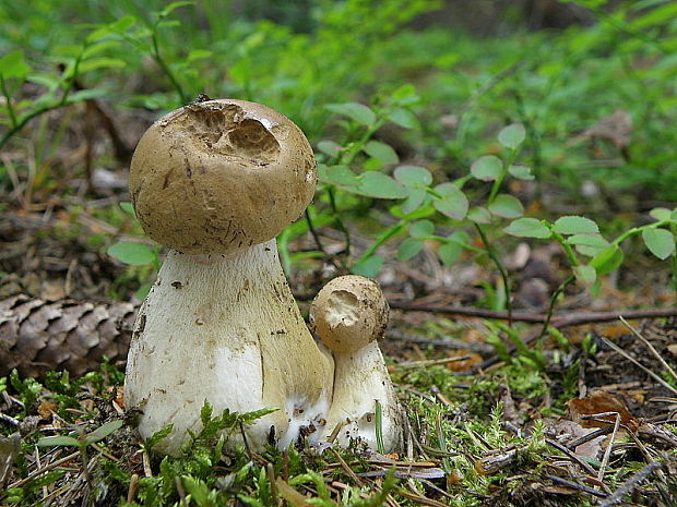 podhríb žlčový Tylopilus felleus (Bull.) P. Karst.