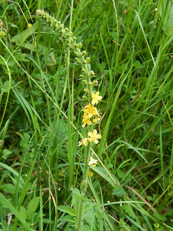 repík lekársky Agrimonia eupatoria L.