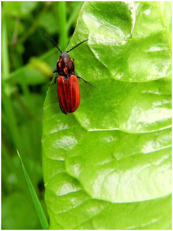 kováčik purpurový  Anostirus purpureus