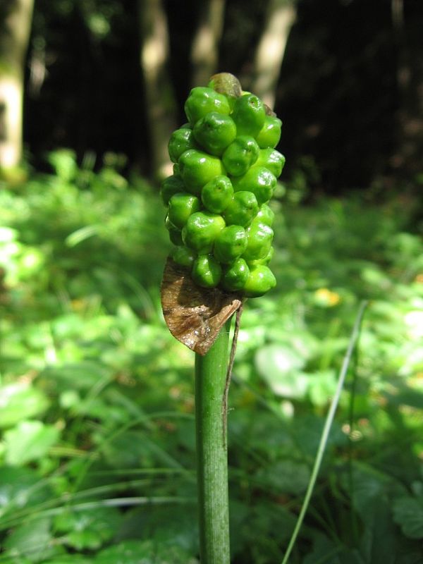 áron alpský Arum alpinum Schott et Kotschy