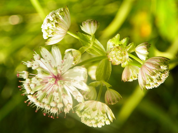 jarmanka väčšia Astrantia major L.