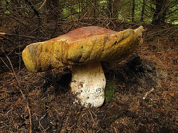 hríb smrekový Boletus edulis Bull.