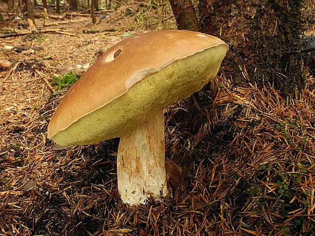 hríb smrekový Boletus edulis Bull.