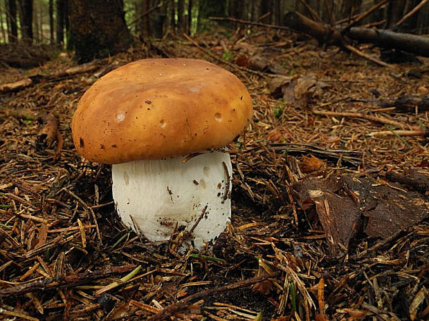 hríb smrekový Boletus edulis Bull.