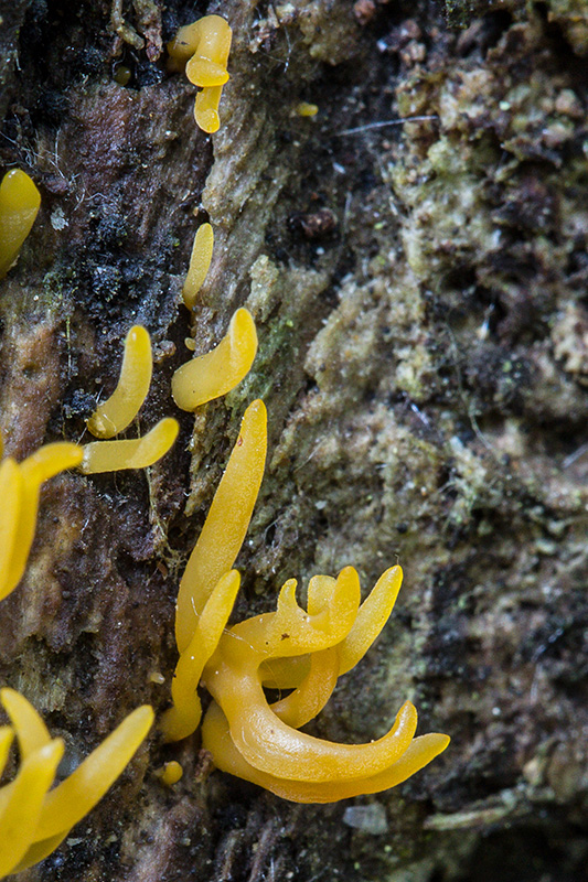 parôžkovec malý Calocera cornea (Fr.) Loud.