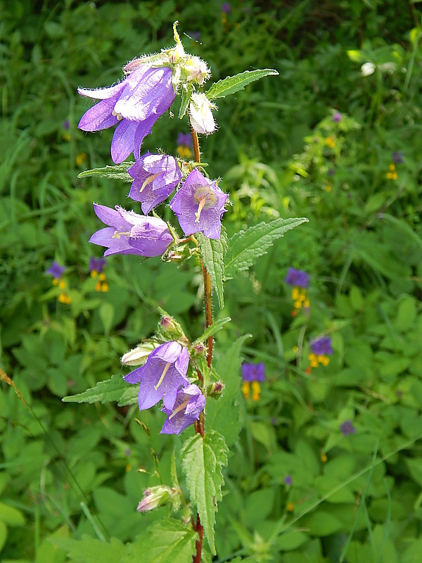 zvonček pŕhľavolistý Campanula trachelium L.