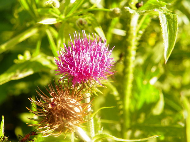 bodliak lopúchovitý Carduus personata (L.) Jacq.