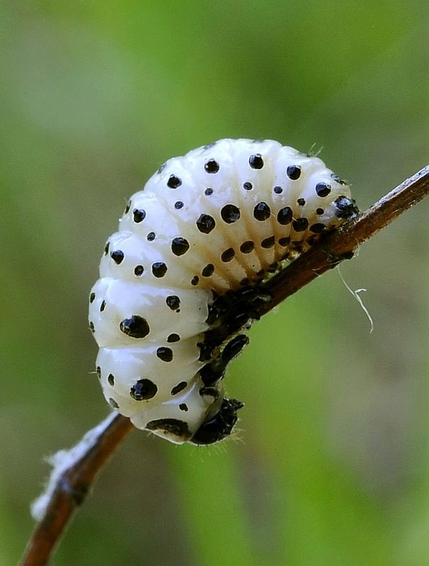 liskavka topoľová - larva Chrysomela populi