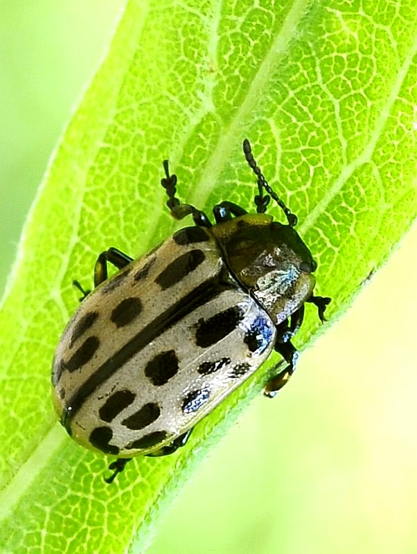 liskavka 20-bodková Chrysomela vigintipunctata