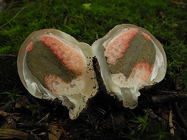 mrežovka kvetovitá Clathrus archeri (Berk.) Dring