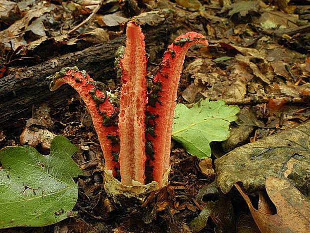 mrežovka kvetovitá Clathrus archeri (Berk.) Dring