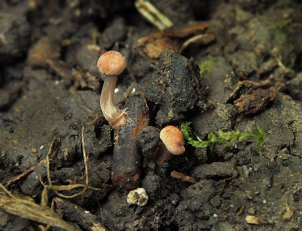 kyjanička purpurová Claviceps purpurea (Fr.) Tul.