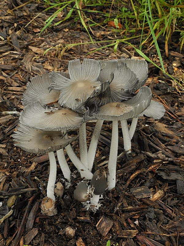 hnojník chlpatý Coprinopsis lagopus (Fr.) Redhead, Vilgalys & Moncalvo