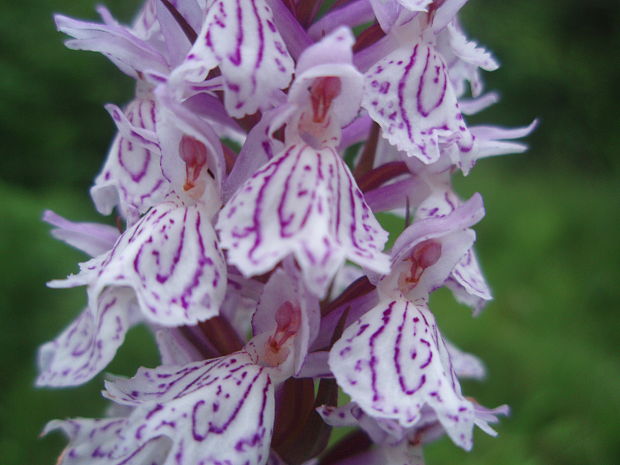 vstavačovec fuchsov pravý Dactylorhiza fuchsii subsp. fuchsii (Druce) Soó