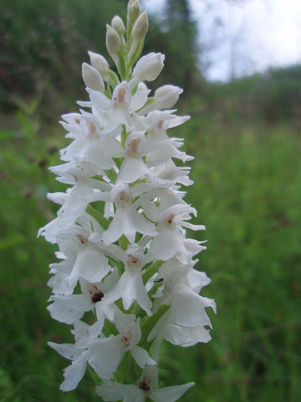 vstavačovec škvrnitý sedmohradský Dactylorhiza maculata subsp. transsilvanica (Schur) Soó