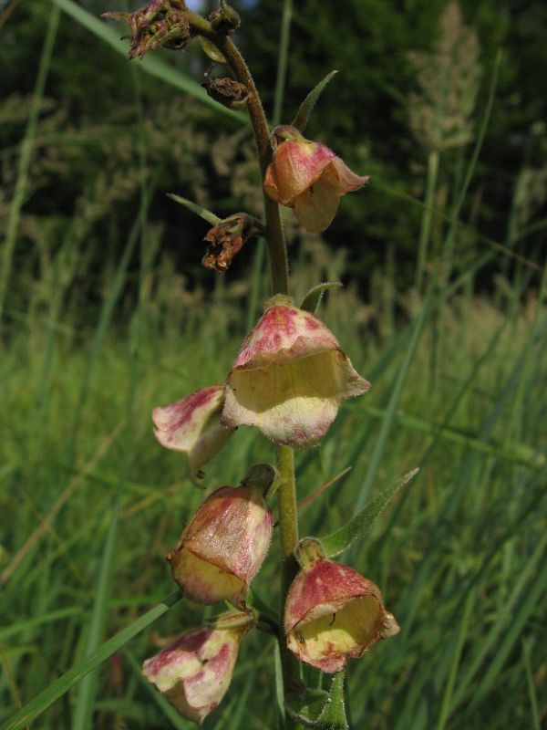 náprstník veľkokvetý ? Digitalis cf. grandiflora Mill.