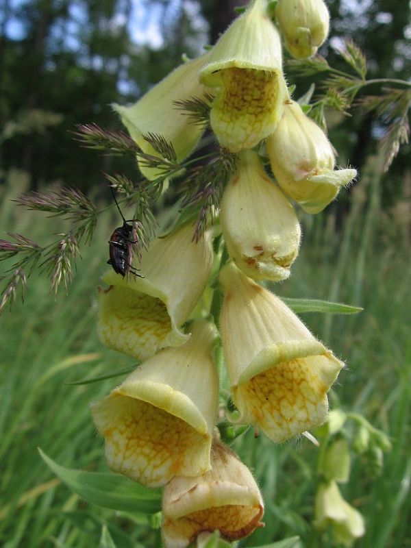 náprstník veľkokvetý Digitalis grandiflora Mill.