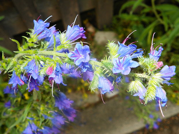 hadinec obyčajný Echium vulgare L.