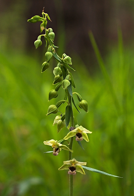 kruštík širokolistý pravý Epipactis helleborine subsp. helleborine (L.) Crantz