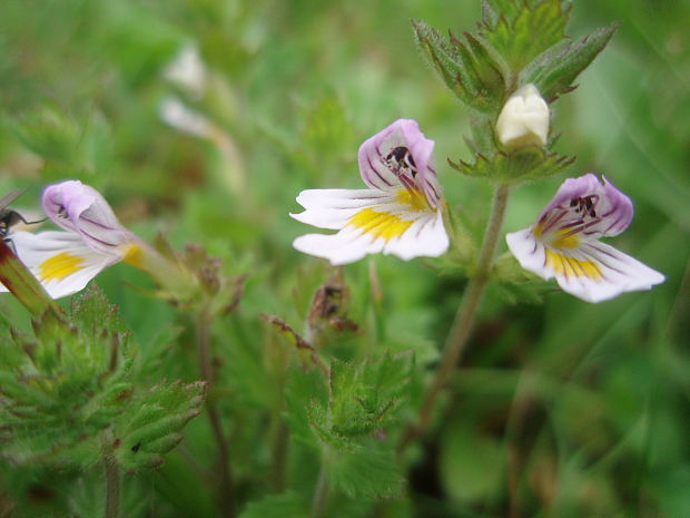 očianka rostkovova Euphrasia rostkoviana Hayne