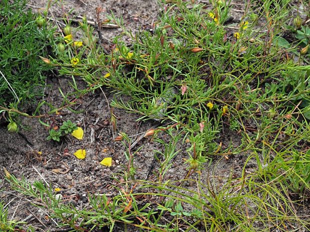 devätorka rozprestretá Fumana procumbens (Dunal) Gren. et Godr.