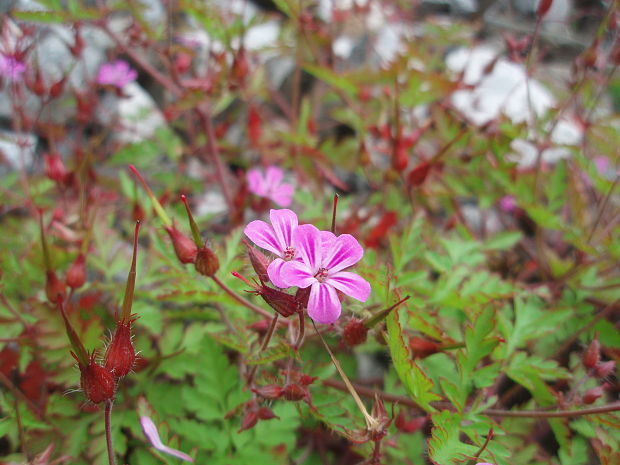 pakost smradľavý Geranium robertianum L.