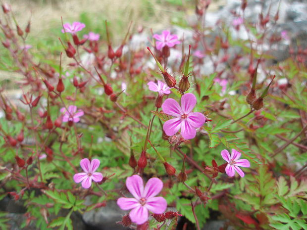 pakost smradľavý Geranium robertianum L.