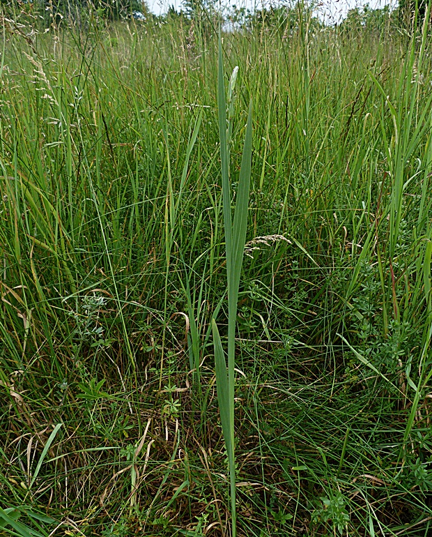 mečík škridlicovitý Gladiolus imbricatus L.